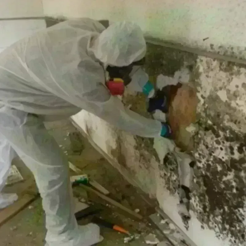 Mold Remediation and Removal in Garfield, NJ